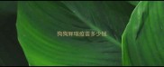 狗狗辉瑞疫苗多少钱