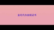 金毛代办血统证书
