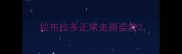 拉布拉多正常走路姿势