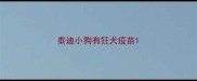泰迪小狗有狂犬疫苗