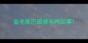 金毛尾巴跟掉毛咋回事