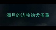 满月的边牧幼犬多重