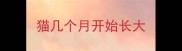 猫几个月开始长大