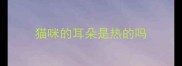 猫咪的耳朵是热的吗