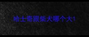 哈士奇跟柴犬哪个大