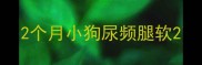 2个月小狗尿频腿软