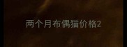 两个月布偶猫价格