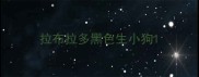 拉布拉多黑色生小狗