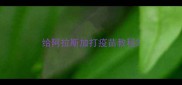 给阿拉斯加打疫苗教程