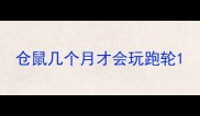 仓鼠几个月才会玩跑轮