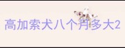 高加索犬八个月多大