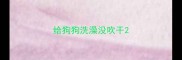 给狗狗洗澡没吹干