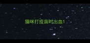 猫咪打疫苗时出血