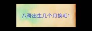 八哥出生几个月换毛