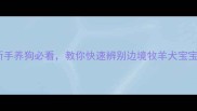 边牧幼崽特征全新手养狗必看教你快速辨别边境牧羊犬宝宝附成长对比图