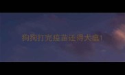 狗狗打完疫苗还得犬瘟