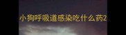 小狗呼吸道感染吃什么药