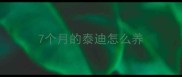 7个月的泰迪怎么养