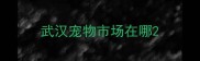 武汉宠物市场在哪