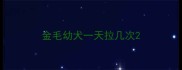 金毛幼犬一天拉几次