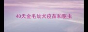 40天金毛幼犬疫苗和驱虫