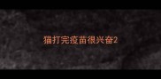 猫打完疫苗很兴奋