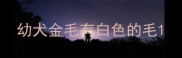 幼犬金毛有白色的毛
