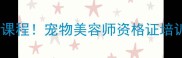 厦门中宠宠物美容学校最新课程宠物美容师资格证培训全攻略附就业数据