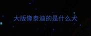大版像泰迪的是什么犬