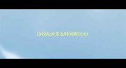 边牧幼犬多长时间喂次水