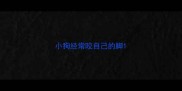 小狗经常咬自己的脚