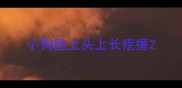 小狗脸上头上长疙瘩