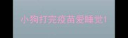 小狗打完疫苗爱睡觉