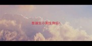 泰迪生小狗生狗后