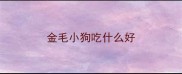 金毛小狗吃什么好