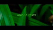 边牧怎么养好不好养