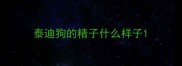 泰迪狗的精子什么样子