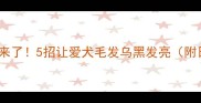 边牧黑毛变黄救星来了5招让爱犬毛发乌黑发亮附日常护理全攻略