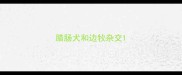 腊肠犬和边牧杂交