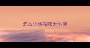 怎么训练猫咪大小便