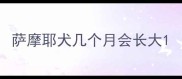 萨摩耶犬几个月会长大