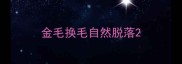 金毛换毛自然脱落