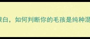 拉布拉多颜色全从巧克力到银白如何判断你的毛孩是纯种混血附遗传规律与选购指南