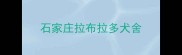 石家庄拉布拉多犬舍