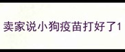 卖家说小狗疫苗打好了