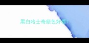 黑白哈士奇颜色好看