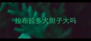 拉布拉多犬胆子大吗