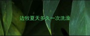 边牧夏天多久一次洗澡