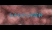 拉布拉多公狗配种