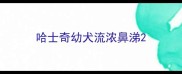 哈士奇幼犬流浓鼻涕